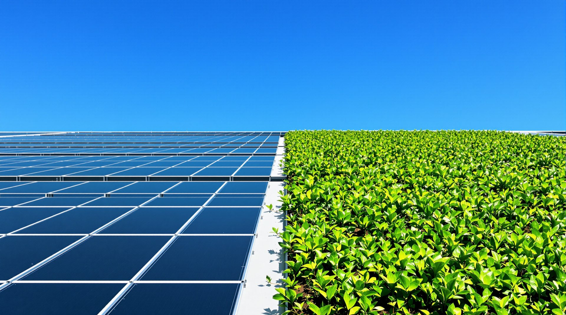 Rooftop with neatly arranged solar panels and a green sedum roof